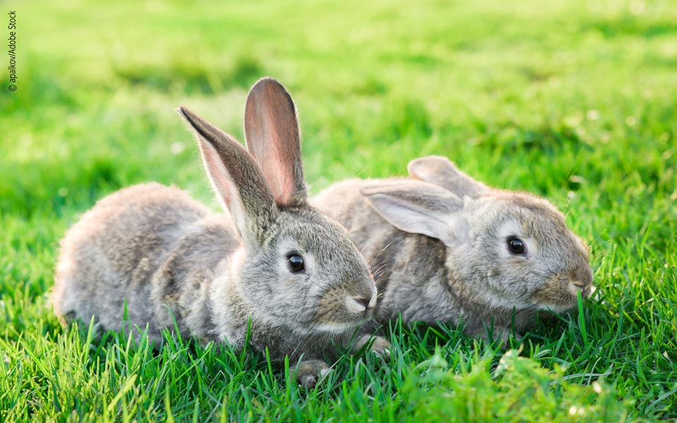 Breeding rabbits: Are Interactions Important?