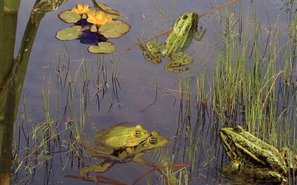 “Gene theft” between two Species of Green Frogs