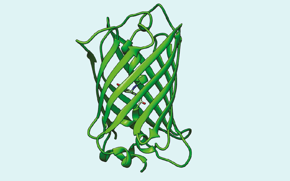Proteinmodelle aus Papier: Green Fluorescent Protein (GFP)