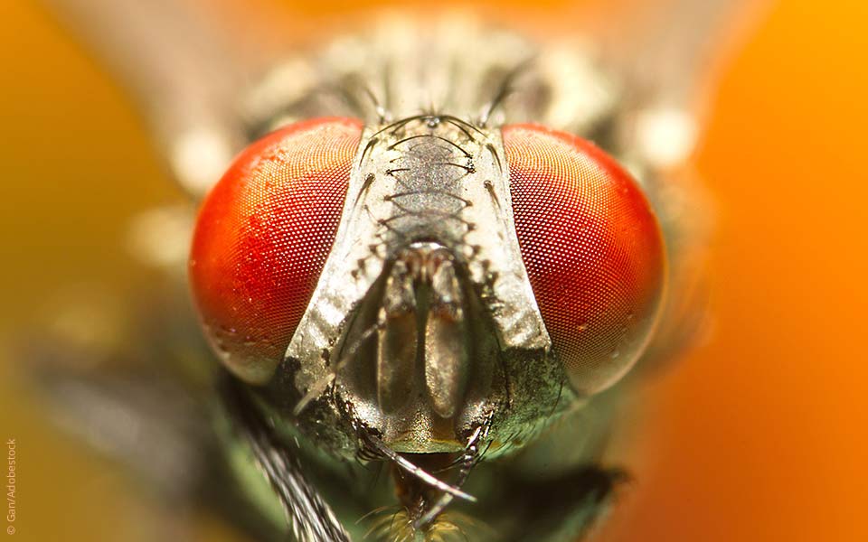 So verschieden und doch verwandt: Insektenauge und Wirbeltierauge