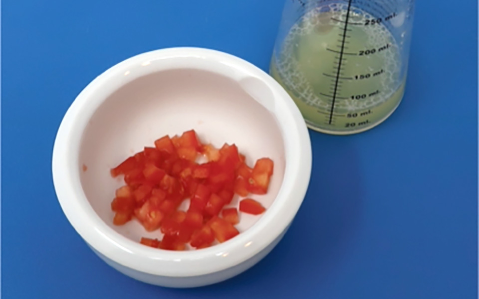 DNA isolieren aus Tomaten
