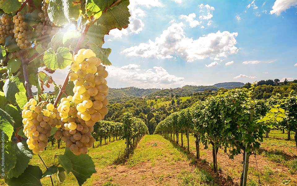 Mediterrane Weine aus Deutschland? Wie der Klimawandel den Weinbau verändert