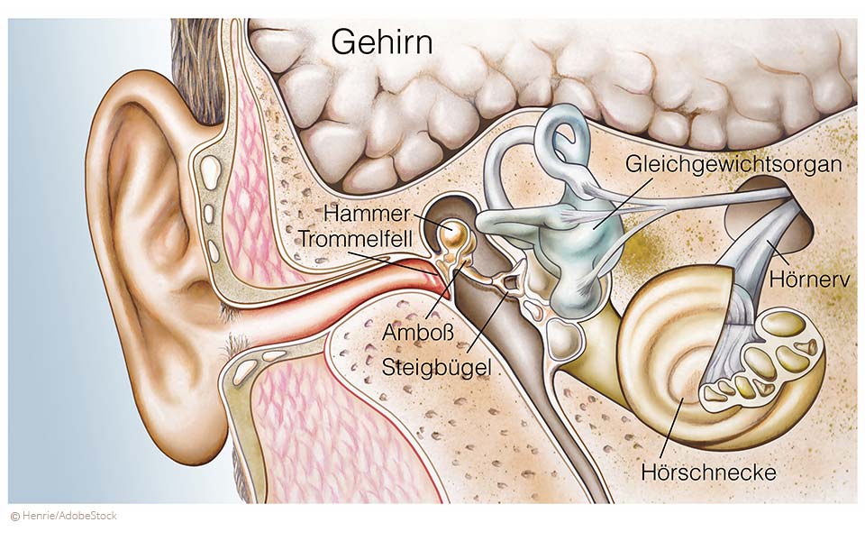 Ohr Anatomie