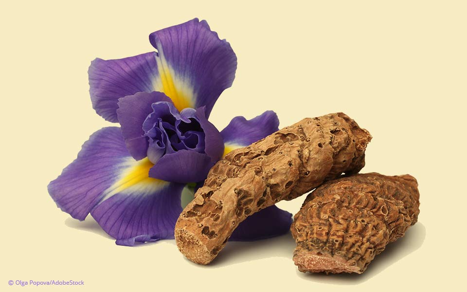 Most expensive fragrance: the elusive scent of the Florentine iris