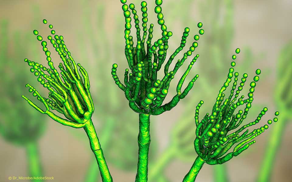 Fungi Penicillium