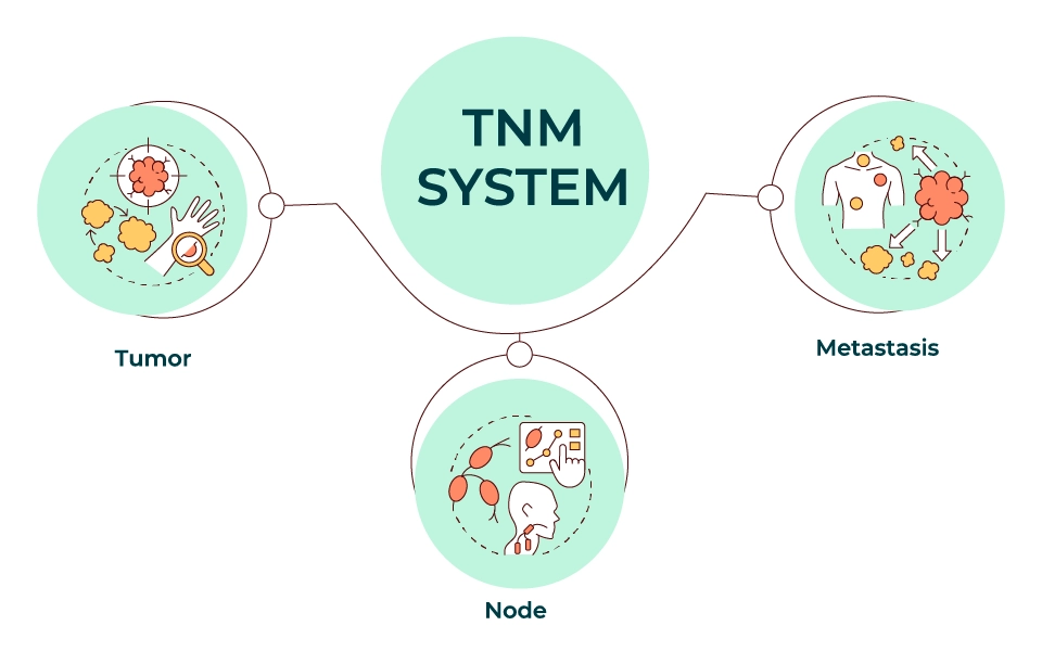 TNM System